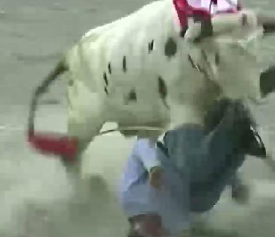 فيديو مثير.. هجوم الثيران على الجمهور يوقع 9 جرحى في البيرو صورة رقم 4
