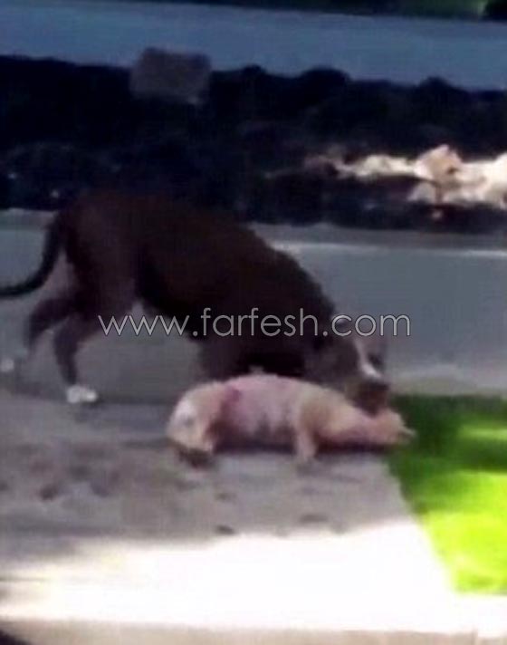 فيديو مروع.. امرأة تبكي كلبتها بعد ان اجهز عليها كلب مفترس في الشارع صورة رقم 2