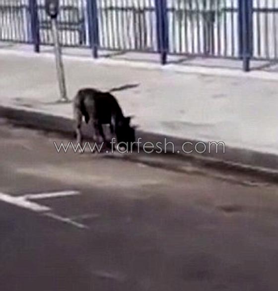 فيديو مروع.. امرأة تبكي كلبتها بعد ان اجهز عليها كلب مفترس في الشارع صورة رقم 4