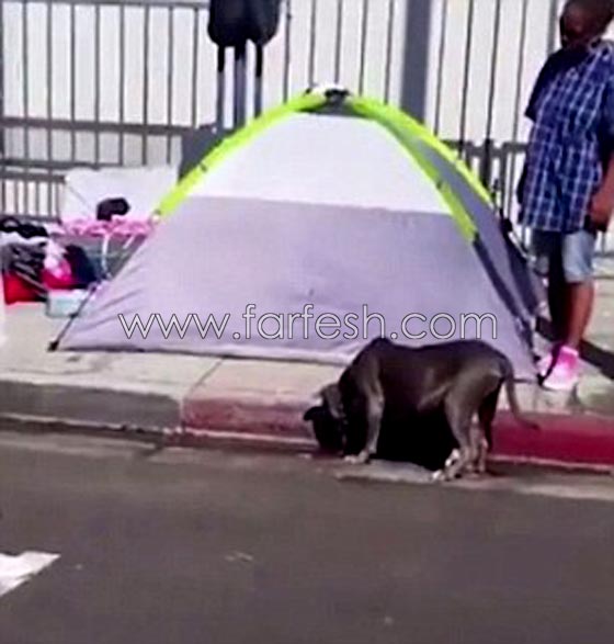 فيديو مروع.. امرأة تبكي كلبتها بعد ان اجهز عليها كلب مفترس في الشارع صورة رقم 5