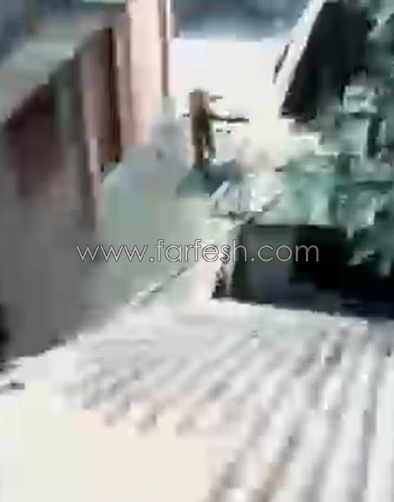  فيديو مثير.. شاهد معركة كر وفر بين سكان بلدة هندية وفهد شرس صورة رقم 3