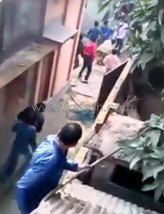  فيديو مثير.. شاهد معركة كر وفر بين سكان بلدة هندية وفهد شرس صورة رقم 5