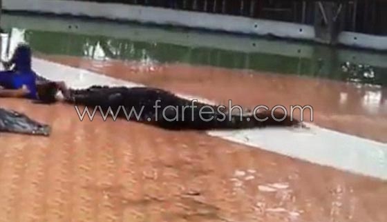 فيديو مثير.. تمساح يقضم يد مدربه ويفصلها عن جسده امام الناس! صورة رقم 3