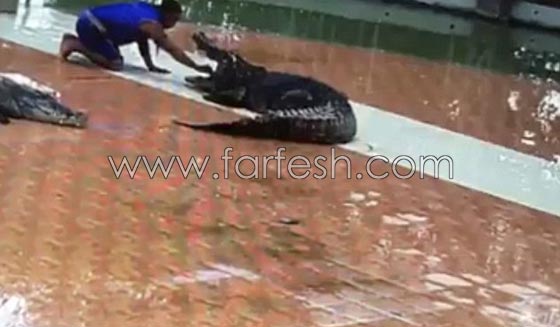 فيديو مثير.. تمساح يقضم يد مدربه ويفصلها عن جسده امام الناس! صورة رقم 2
