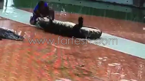 فيديو مثير.. تمساح يقضم يد مدربه ويفصلها عن جسده امام الناس! صورة رقم 5