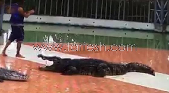 فيديو مثير.. تمساح يقضم يد مدربه ويفصلها عن جسده امام الناس! صورة رقم 6