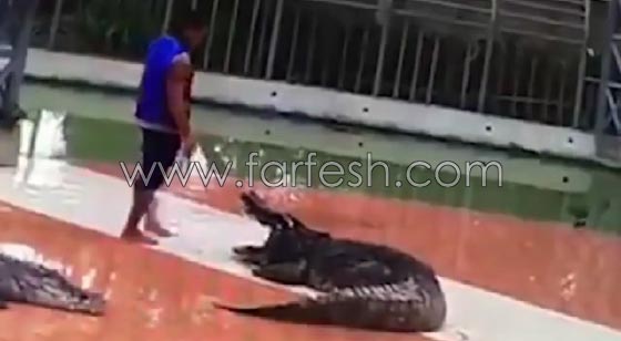 فيديو مثير.. تمساح يقضم يد مدربه ويفصلها عن جسده امام الناس! صورة رقم 1