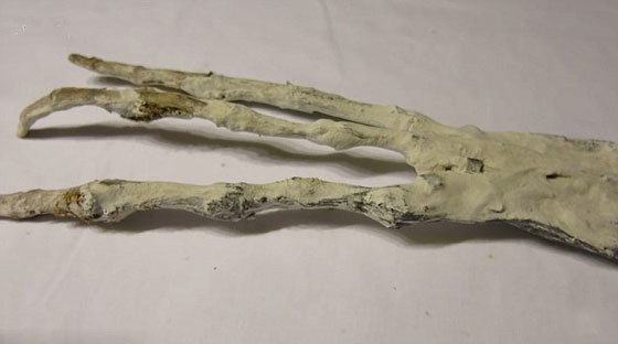 العثور على يد عملاقة بثلاثة أصابع في صحراء البيرو صورة رقم 1