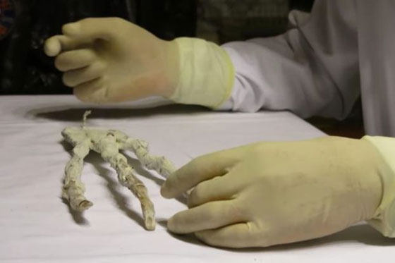 العثور على يد عملاقة بثلاثة أصابع في صحراء البيرو صورة رقم 3