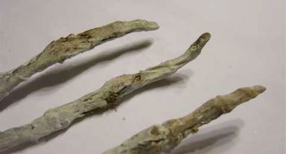 العثور على يد عملاقة بثلاثة أصابع في صحراء البيرو صورة رقم 9