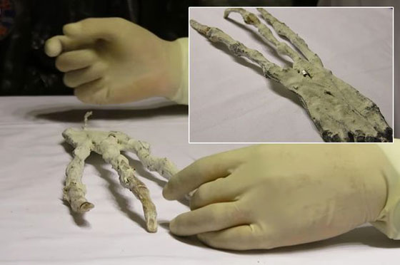 العثور على يد عملاقة بثلاثة أصابع في صحراء البيرو صورة رقم 12