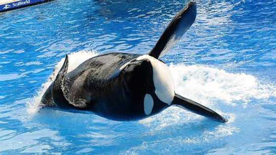 انهاء عرض الحوت القاتل (تيليكوم) الذي قتل 3 أشخاص صورة رقم 9