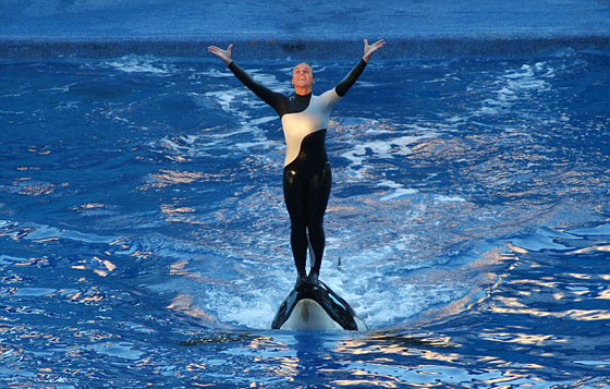 انهاء عرض الحوت القاتل (تيليكوم) الذي قتل 3 أشخاص صورة رقم 11