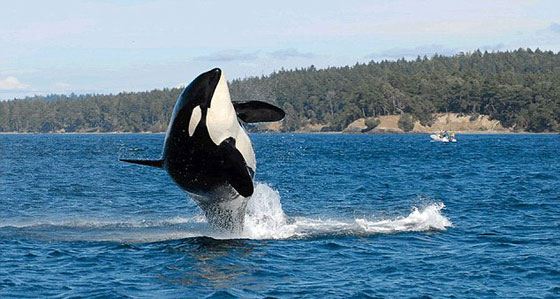 انهاء عرض الحوت القاتل (تيليكوم) الذي قتل 3 أشخاص صورة رقم 13