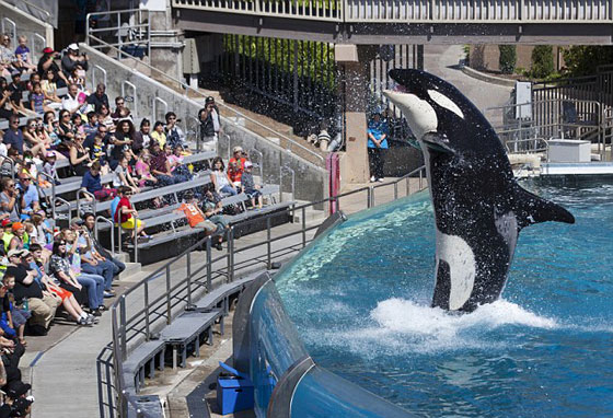 انهاء عرض الحوت القاتل (تيليكوم) الذي قتل 3 أشخاص صورة رقم 14