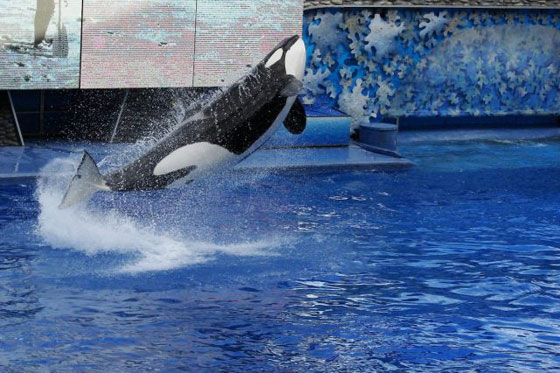 انهاء عرض الحوت القاتل (تيليكوم) الذي قتل 3 أشخاص صورة رقم 16