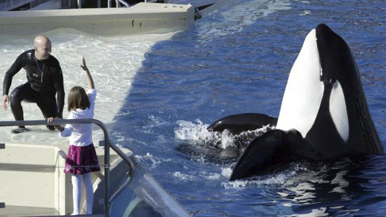 انهاء عرض الحوت القاتل (تيليكوم) الذي قتل 3 أشخاص صورة رقم 4