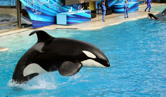 انهاء عرض الحوت القاتل (تيليكوم) الذي قتل 3 أشخاص صورة رقم 3