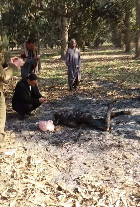 مصر تواجه واحدة من ابشع الجرائم الجنائية واكثرها غموضا.. صور قاسية صورة رقم 4