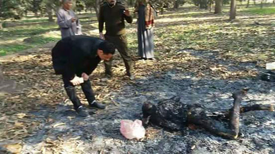 مصر تواجه واحدة من ابشع الجرائم الجنائية واكثرها غموضا.. صور قاسية صورة رقم 1