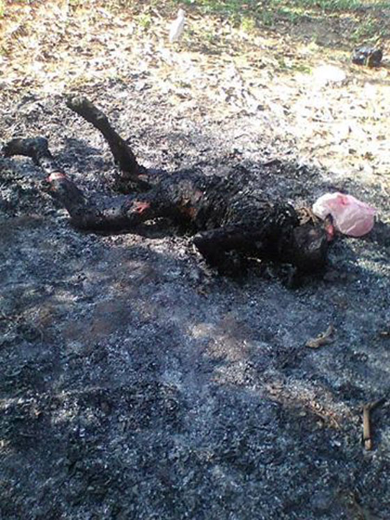 مصر تواجه واحدة من ابشع الجرائم الجنائية واكثرها غموضا.. صور قاسية صورة رقم 2