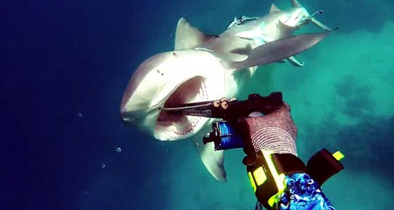 مواجهة تحبس الانفاس بين صياد وسمكة قرش شرسة.. فيديو صورة رقم 3