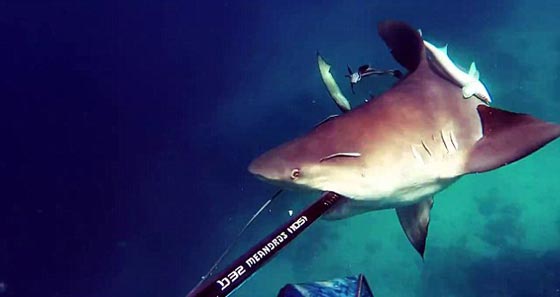 مواجهة تحبس الانفاس بين صياد وسمكة قرش شرسة.. فيديو صورة رقم 2