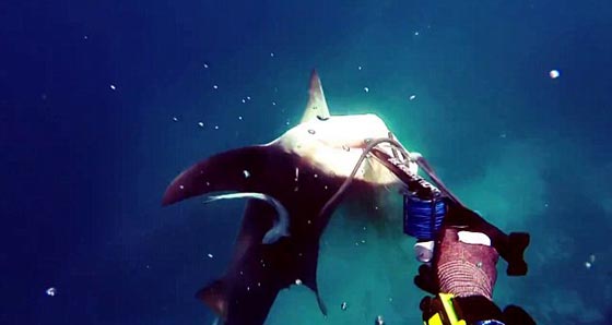 مواجهة تحبس الانفاس بين صياد وسمكة قرش شرسة.. فيديو صورة رقم 4