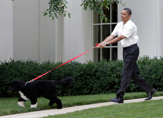 اجواء متوترة في البيت الابيض قبل اخلائه وكلبة اوباما تعض صديقة ابنته صورة رقم 7
