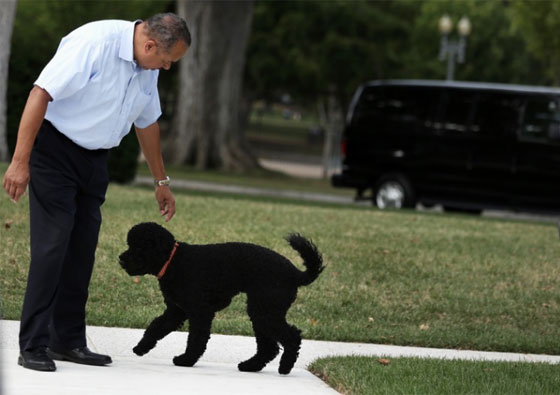 اجواء متوترة في البيت الابيض قبل اخلائه وكلبة اوباما تعض صديقة ابنته صورة رقم 16