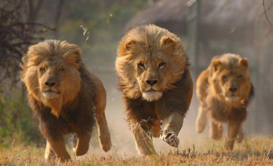 الاجهاز على 3 اسود بعد افتراسها طبيب اردني ومساعده في البلقاء صورة رقم 2