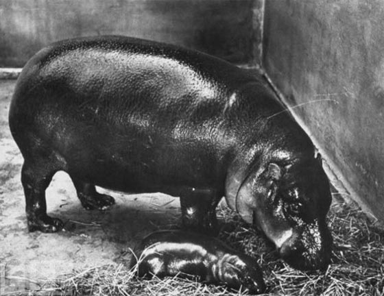 تعرف على رؤساء امريكيين ملأوا البيت الابيض بالحيوانات والثعابين صورة رقم 4