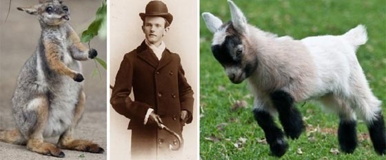 تعرف على رؤساء امريكيين ملأوا البيت الابيض بالحيوانات والثعابين صورة رقم 1