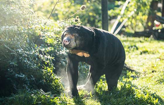 فيديو صادم.. دببة تتضور جوعاً  وتتسول الطعام في إندونيسيا صورة رقم 5