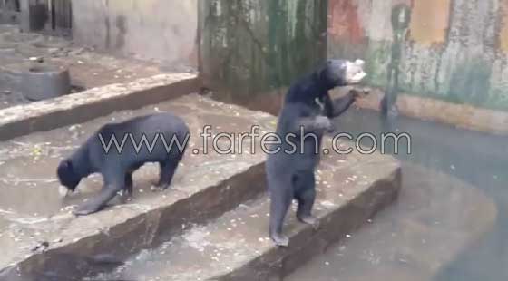 فيديو صادم.. دببة تتضور جوعاً  وتتسول الطعام في إندونيسيا صورة رقم 15