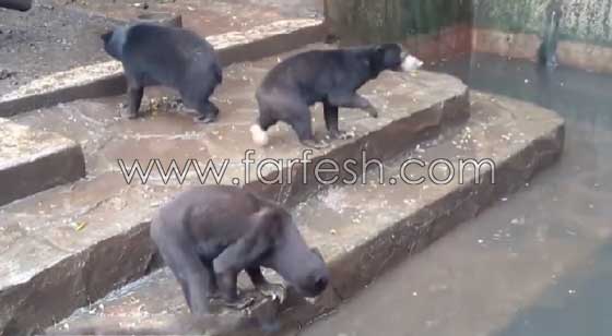 فيديو صادم.. دببة تتضور جوعاً  وتتسول الطعام في إندونيسيا صورة رقم 16