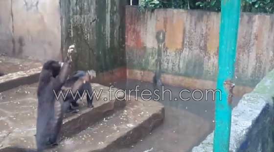 فيديو صادم.. دببة تتضور جوعاً  وتتسول الطعام في إندونيسيا صورة رقم 18