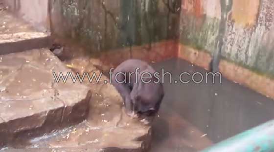 فيديو صادم.. دببة تتضور جوعاً  وتتسول الطعام في إندونيسيا صورة رقم 19