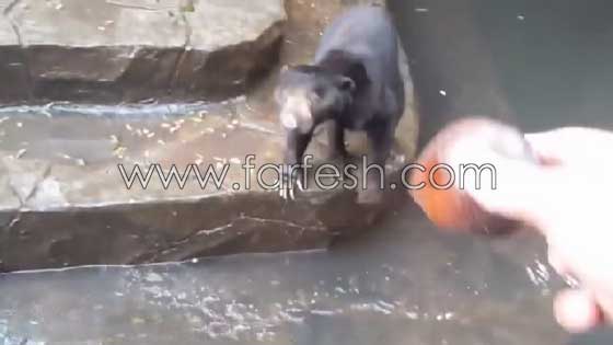 فيديو صادم.. دببة تتضور جوعاً  وتتسول الطعام في إندونيسيا صورة رقم 2