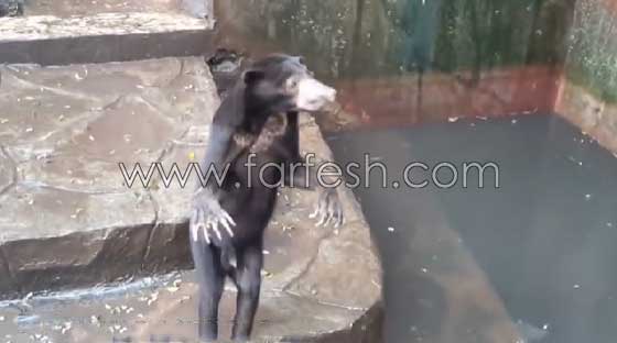 فيديو صادم.. دببة تتضور جوعاً  وتتسول الطعام في إندونيسيا صورة رقم 20