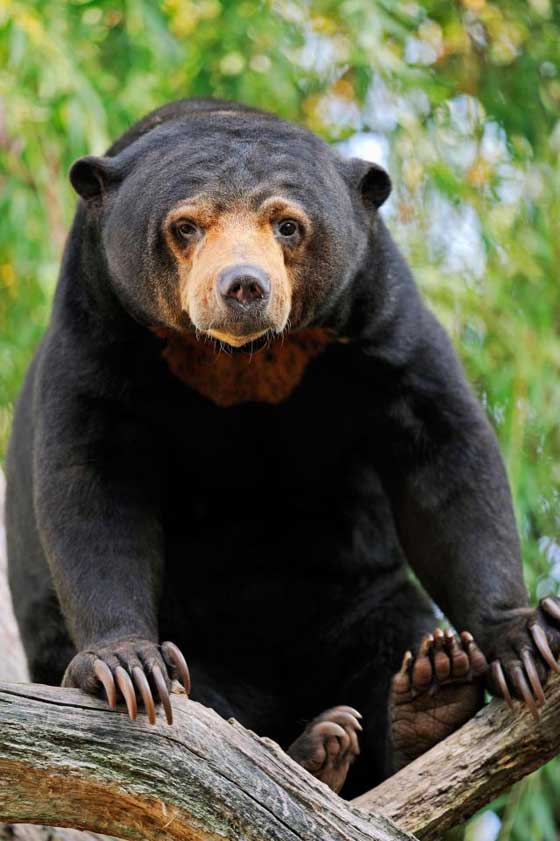 فيديو صادم.. دببة تتضور جوعاً  وتتسول الطعام في إندونيسيا صورة رقم 3