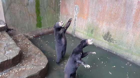 فيديو صادم.. دببة تتضور جوعاً  وتتسول الطعام في إندونيسيا صورة رقم 7