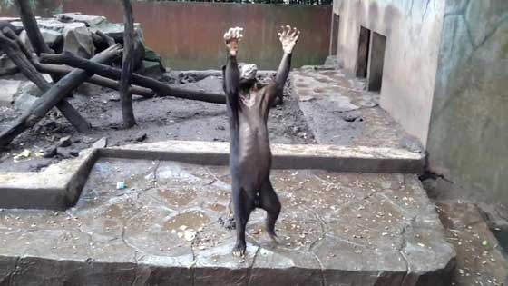 فيديو صادم.. دببة تتضور جوعاً  وتتسول الطعام في إندونيسيا صورة رقم 4