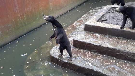 فيديو صادم.. دببة تتضور جوعاً  وتتسول الطعام في إندونيسيا صورة رقم 8