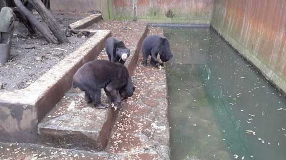 فيديو صادم.. دببة تتضور جوعاً  وتتسول الطعام في إندونيسيا صورة رقم 9