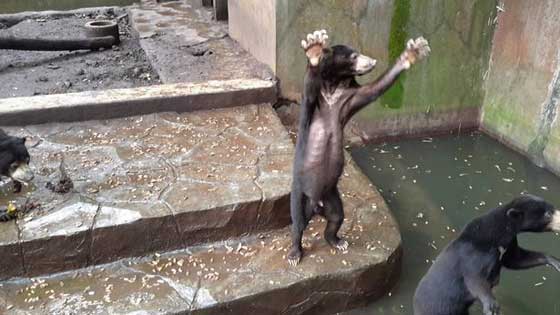 فيديو صادم.. دببة تتضور جوعاً  وتتسول الطعام في إندونيسيا صورة رقم 1