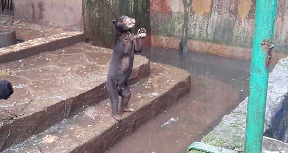 فيديو صادم.. دببة تتضور جوعاً  وتتسول الطعام في إندونيسيا صورة رقم 12