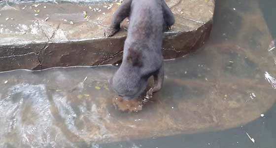 فيديو صادم.. دببة تتضور جوعاً  وتتسول الطعام في إندونيسيا صورة رقم 13