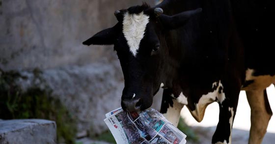 وزير هندي يثير غضب الهندوس بقوله ان الابقار تطلق الاكسجين صورة رقم 1