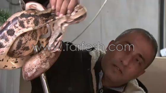 تعرف على صياد الافاعي ومربي الحيوانات البرية الفلسطيني جمال العمواسي صورة رقم 1